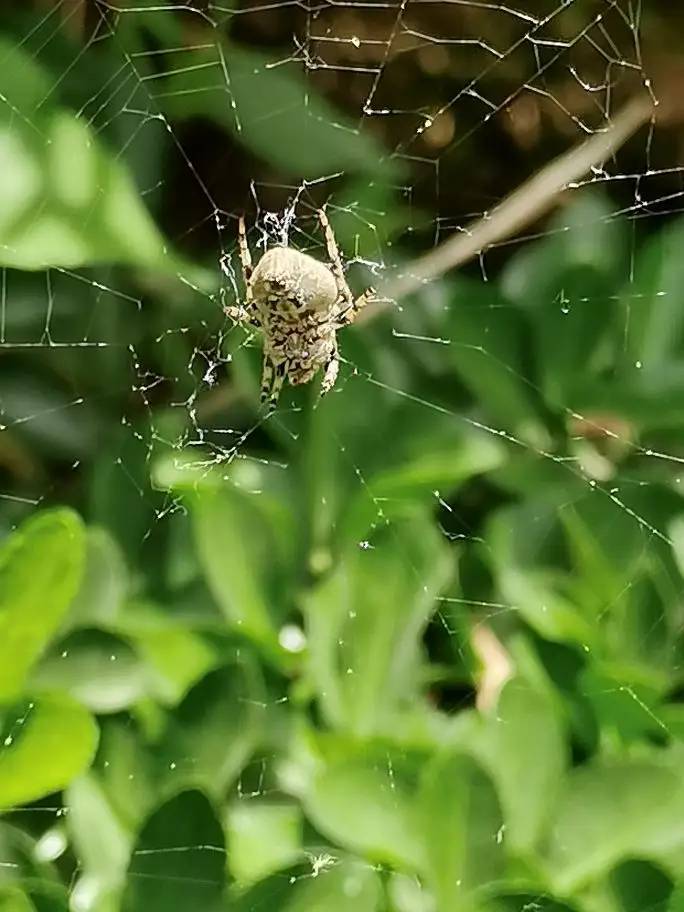 趣谈蜘蛛的生存 一物生来强，每天织网忙。织完静静坐，专等蚊虫撞