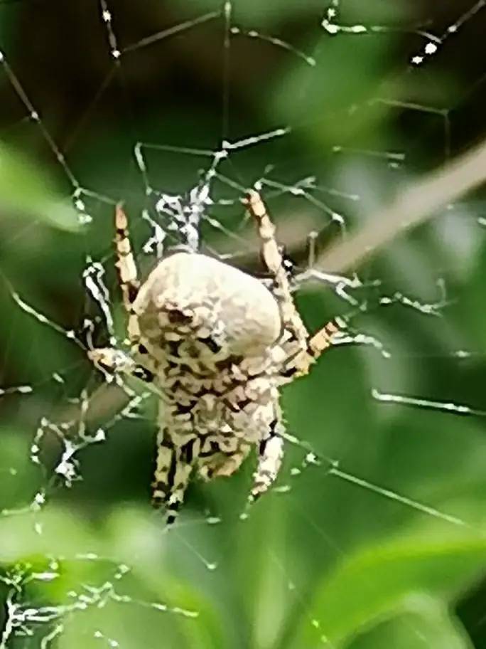 趣谈蜘蛛的生存 一物生来强，每天织网忙。织完静静坐，专等蚊虫撞
