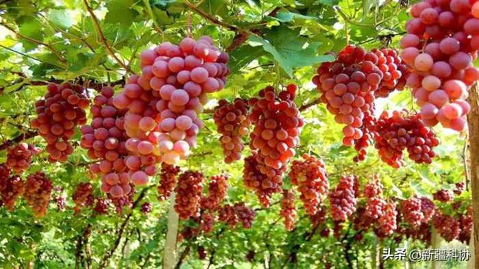 知吗？开门┋秋天新疆这些水果正当季，营养极高，适量吃有益健康！