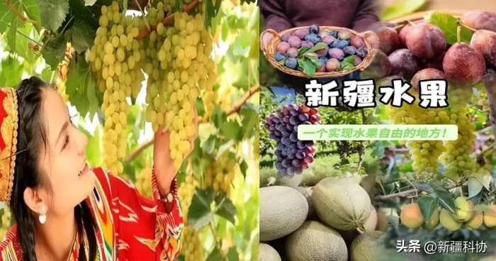 知吗？开门┋秋天新疆这些水果正当季，营养极高，适量吃有益健康！