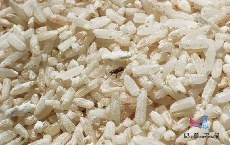 密封很好的大米“凭空”长出虫子是怎么回事？看完不淡定了
