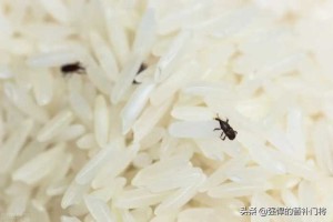 为什么明明密封很好的大米，还会“长出”米虫？蚂蚁庄园今日答案
